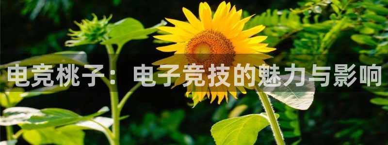 乐鱼电竞下载